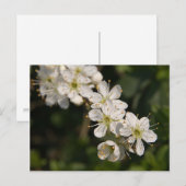 Cherry Blossom Postcard Postkarte (Vorne/Hinten)