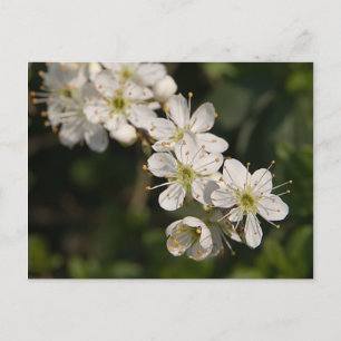Cherry Blossom Postcard Postkarte