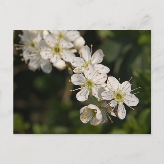 Cherry Blossom Postcard Postkarte (Vorderseite)