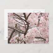 Cherry Blossom Postcard Postkarte (Vorne/Hinten)