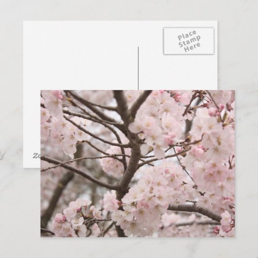 Cherry Blossom Postcard Postkarte (Vorne/Hinten)