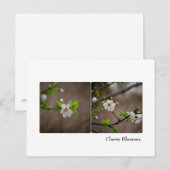 Cherry Blossom Postcard Postkarte (Vorne/Hinten)