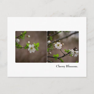 Cherry Blossom Postcard Postkarte