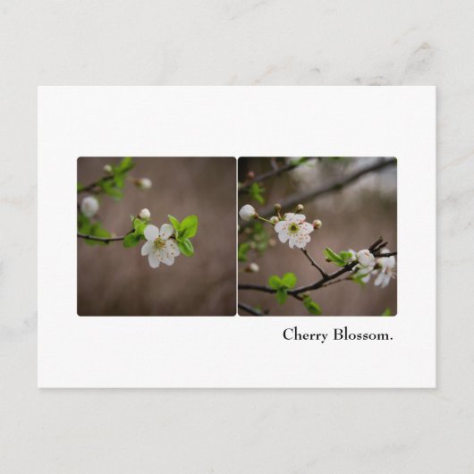 Cherry Blossom Postcard Postkarte (Vorderseite)