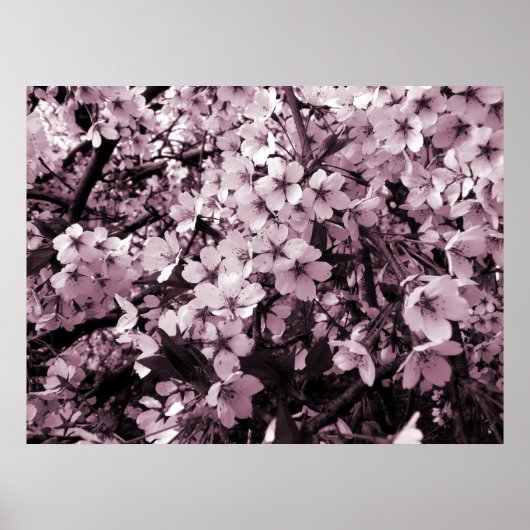 Cherry Blossom Poster (Vorne)