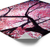 Cherry Blossom Poster (Ecke)