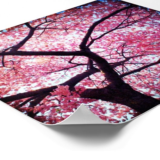 Cherry Blossom Poster (Ecke)