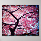Cherry Blossom Poster (Vorne)