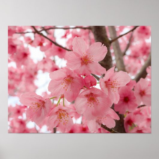 Cherry Blossom Poster (Vorne)
