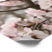 Cherry Blossom Poster (Ecke)