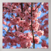 Cherry Blossom Poster (Vorne)