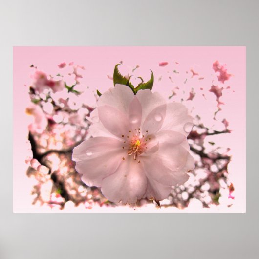 Cherry Blossom Poster (Vorne)
