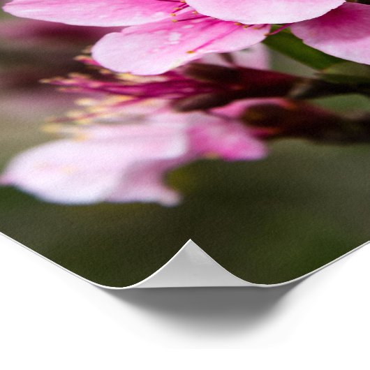 Cherry Blossom Poster (Ecke)