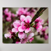 Cherry Blossom Poster (Vorne)