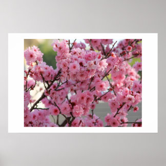 Cherry Blossom Poster