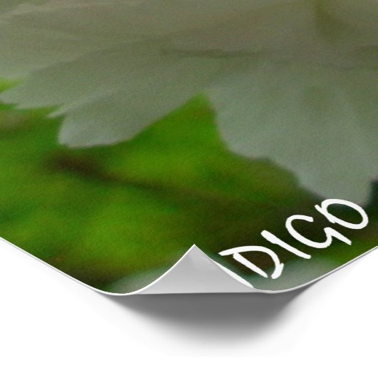 Cherry Blossom Poster Print White Blume Prints (Ecke)