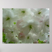 Cherry Blossom Poster Print White Blume Prints (Vorne)