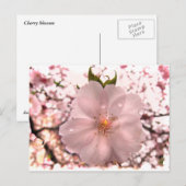 Cherry Blossom Postkarte (Vorne/Hinten)