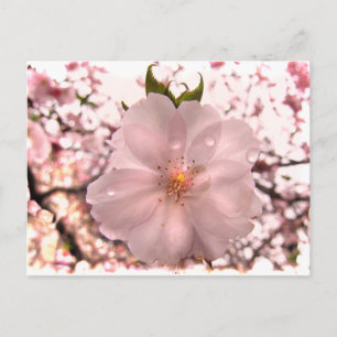 Cherry Blossom Postkarte