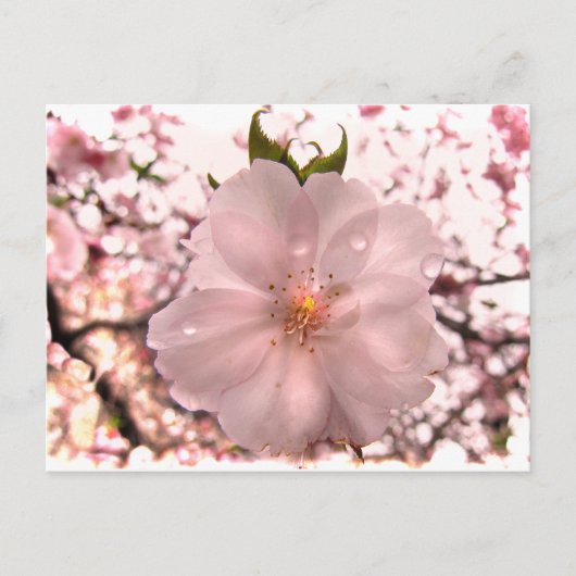 Cherry Blossom Postkarte (Vorderseite)