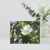Cherry Blossom Postkarte (Stehend Vorderseite)