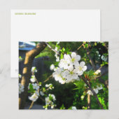 Cherry Blossom Postkarte (Vorne/Hinten)