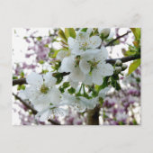 Cherry Blossom Postkarte (Vorderseite)