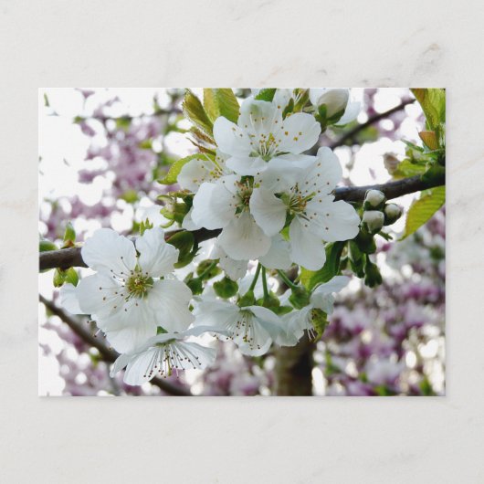 Cherry Blossom Postkarte (Vorderseite)