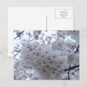 Cherry Blossom Postkarte (Vorne/Hinten)