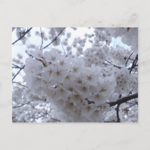 Cherry Blossom Postkarte