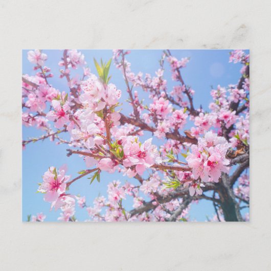 Cherry Blossom Postkarte (Vorderseite)