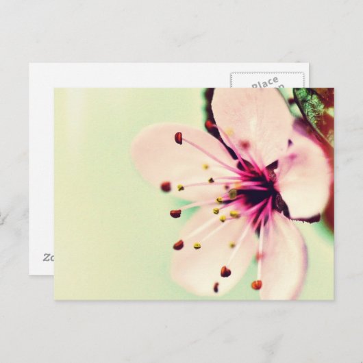 Cherry Blossom Postkarte (Vorne/Hinten)