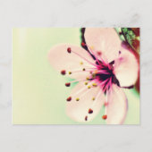 Cherry Blossom Postkarte (Vorderseite)