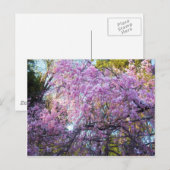 Cherry Blossom Postkarte (Vorne/Hinten)