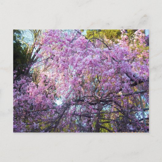 Cherry Blossom Postkarte (Vorderseite)
