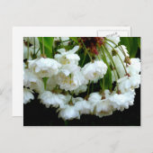 CHERRY BLOSSOM ~ Postkarte (Vorne/Hinten)