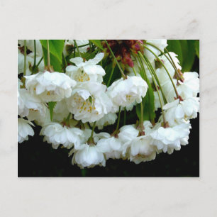 CHERRY BLOSSOM ~ Postkarte