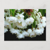 CHERRY BLOSSOM ~ Postkarte (Vorderseite)