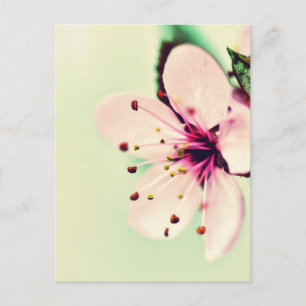 Cherry Blossom Postkarte
