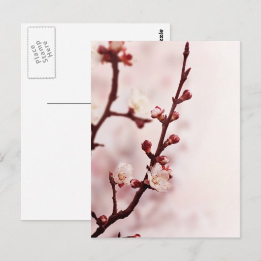 Cherry Blossom Postkarte (Vorne/Hinten)