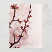 Cherry Blossom Postkarte (Vorderseite)