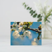 Cherry Blossom ・ Postkarte (Stehend Vorderseite)