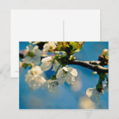 Cherry Blossom ・ Postkarte (Vorne/Hinten)