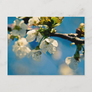 Cherry Blossom ・ Postkarte