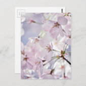 Cherry Blossom Postkarte (Vorne/Hinten)