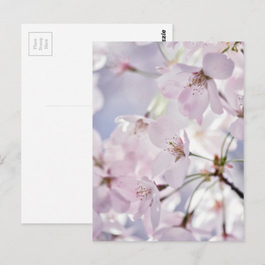 Cherry Blossom Postkarte (Vorne/Hinten)