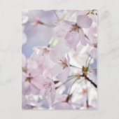 Cherry Blossom Postkarte (Vorderseite)