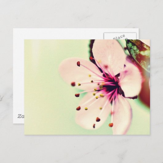 Cherry Blossom Postkarte (Vorne/Hinten)