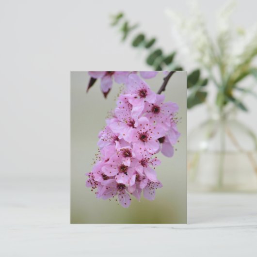 Cherry Blossom Postkarte (Stehend Vorderseite)