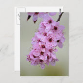 Cherry Blossom Postkarte (Vorne/Hinten)